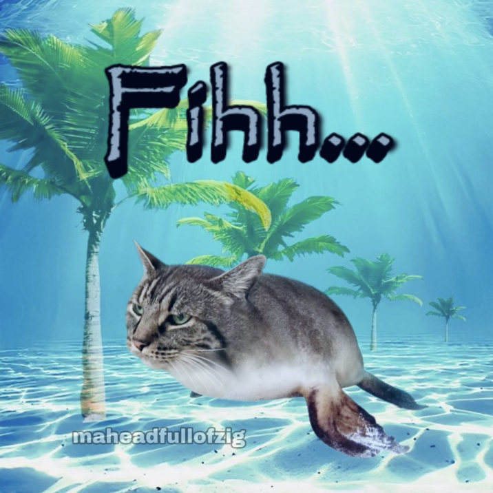 FIH cat meme 2